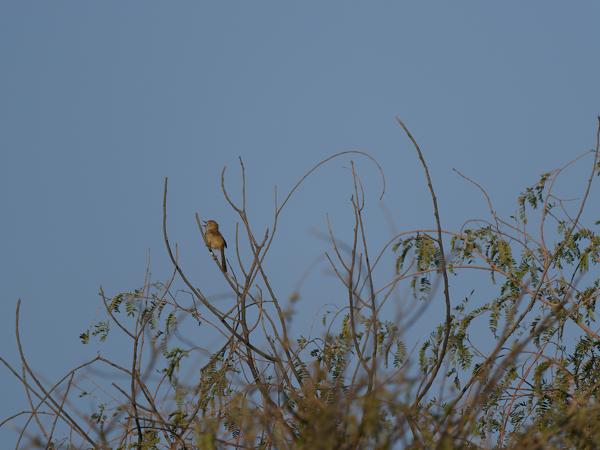 Delicate prinia (Prinia lepida)